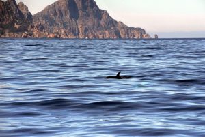 balade sortie en mer corse alpana depart porto