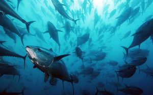 peche sportive corse alpana porto scandola girolata