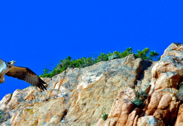 balade sortie en mer corse alpana depart porto